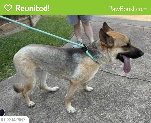 Reunited Female Dog last seen Found on White Rock Creek Trail north of Skillman and south of Abrams, now at a nearby neighbor's hse for owner to pick up., Dallas, TX 75231