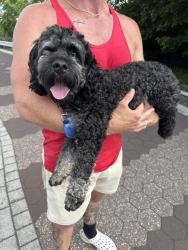 Found/Stray Male Dog last seen Leonard and Virginia, Indianapolis, IN 46204