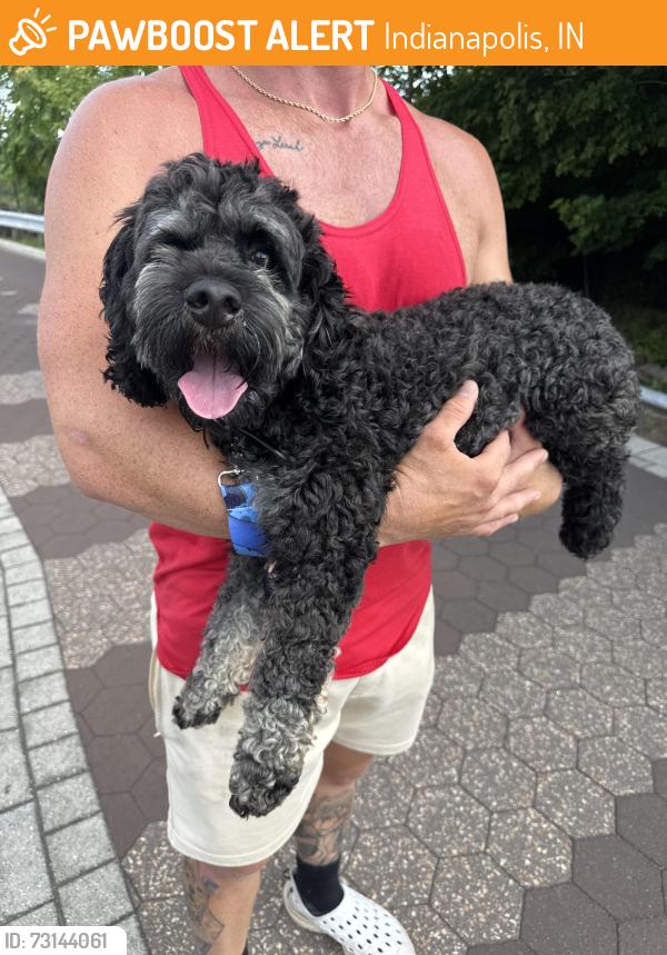 Found/Stray Male Dog last seen Leonard and Virginia, Indianapolis, IN 46204