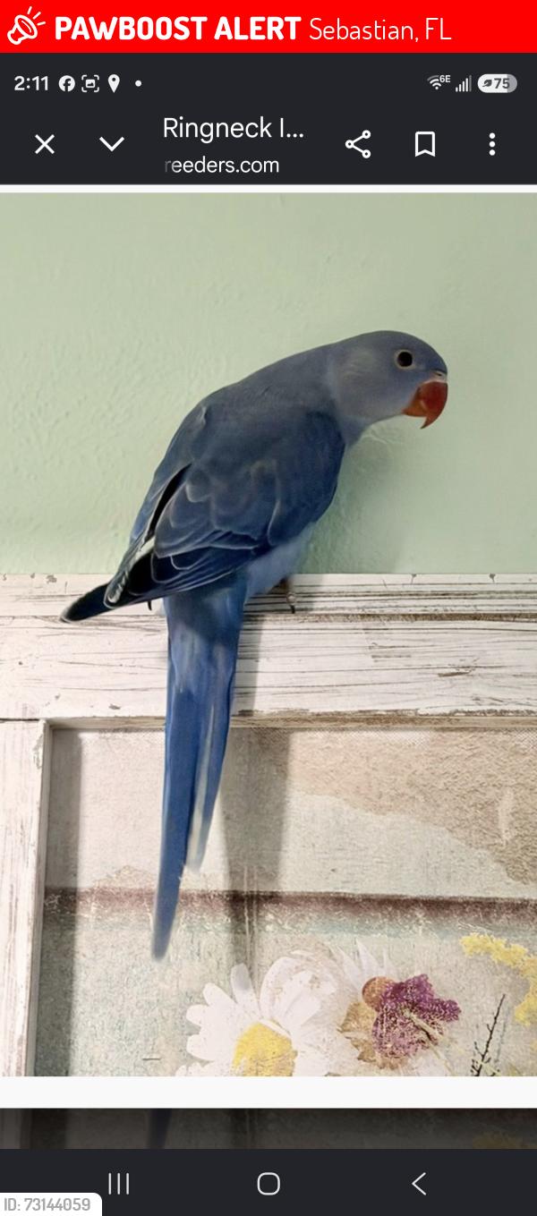 Lost Unknown Bird last seen Sebastian blvd, Sebastian, FL 32958