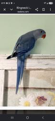 Lost Unknown Bird last seen Sebastian blvd, Sebastian, FL 32958