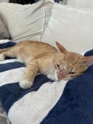 Found/Stray Male Cat last seen Fort Washington Golf Course, Fresno, CA 93730