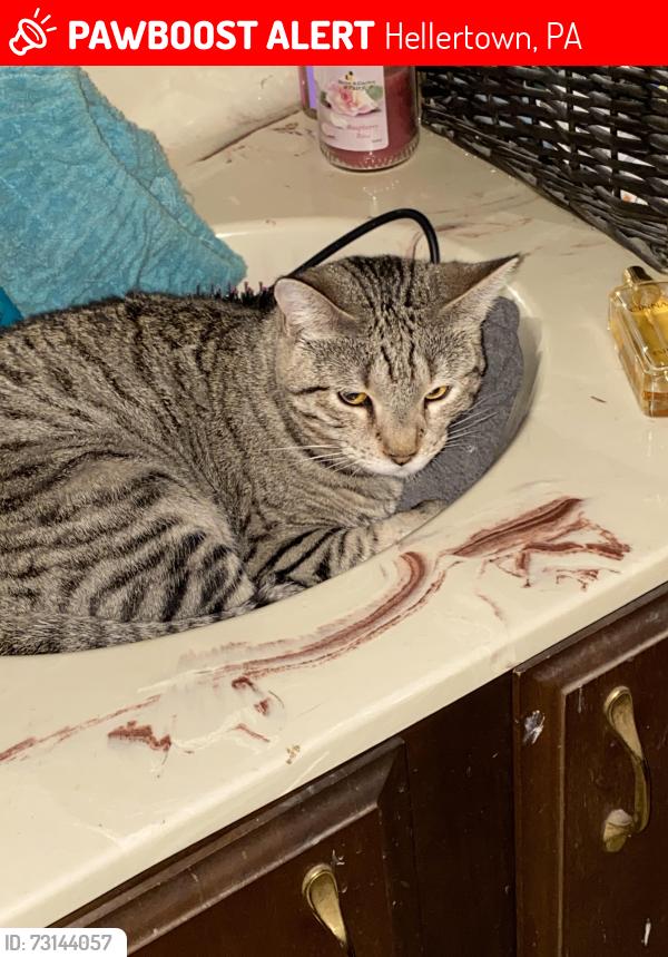 Lost Female Cat last seen Apple Street & Mockingbird Ln, Hellertown, PA 18055