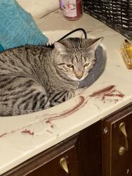 Lost Female Cat last seen Apple Street & Mockingbird Ln, Hellertown, PA 18055