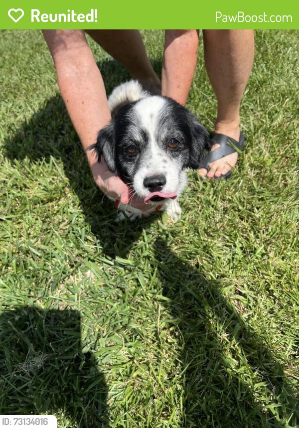 Reunited Male Dog last seen 48th terrace and Antioch, Merriam, KS 66203