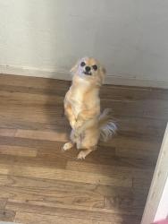 Lost Male Dog last seen Almond ave and motel dr, Merced, CA 95341