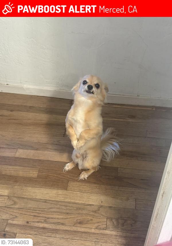 Lost Male Dog last seen Almond ave and motel dr, Merced, CA 95341