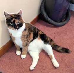 Reunited Female Cat last seen Smokey Drive Elementary School, Lower Sackville, NS 