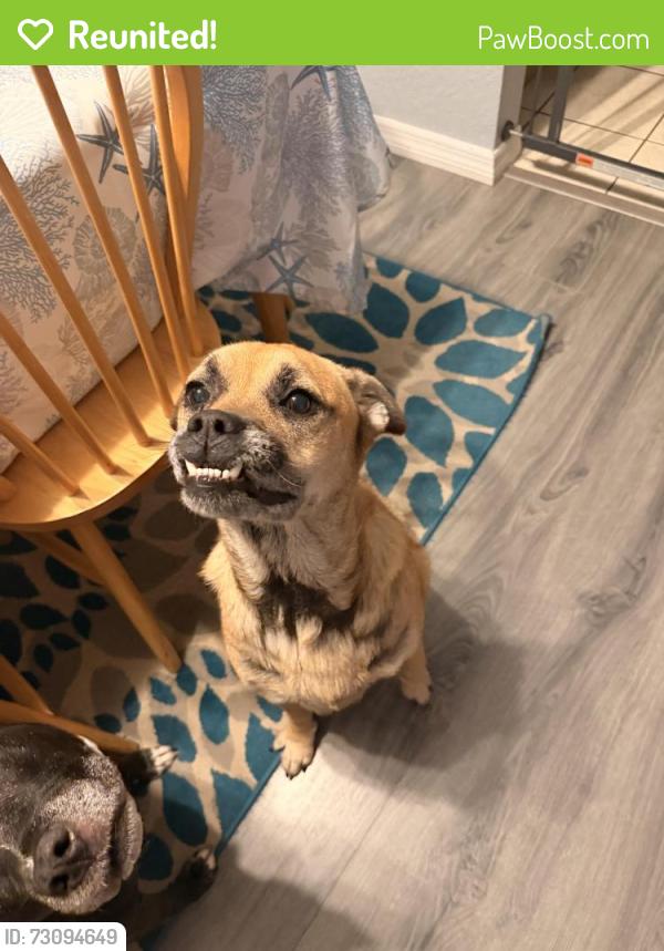 Reunited Male Dog last seen Rising Sun blvd and Avenue Del Sol, Winter Springs, FL 32708
