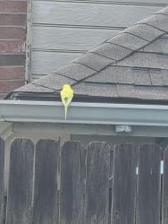 Found/Stray Unknown Bird last seen Near Winston st Grand Prairie, Grand Prairie, TX 75052