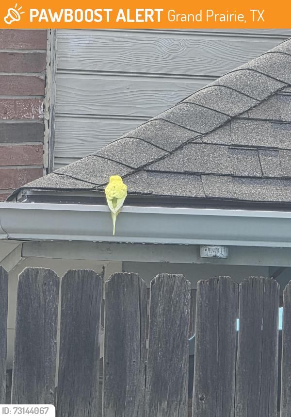 Found/Stray Unknown Bird last seen Near Winston st Grand Prairie, Grand Prairie, TX 75052