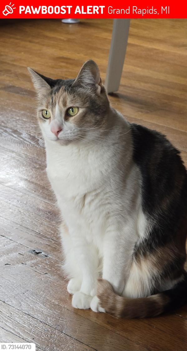 Lost Female Cat last seen Pleasant Park, Grand Rapids, MI 49506