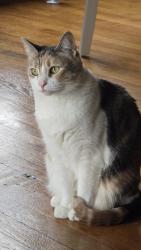 Lost Female Cat last seen Pleasant Park, Grand Rapids, MI 49506