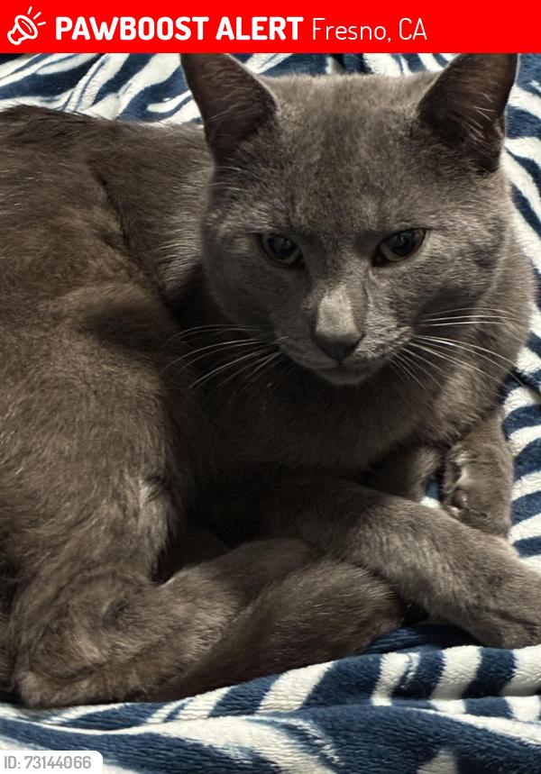 Lost Male Cat last seen Fairmont and N state st, Fresno, CA 93722