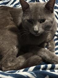 Lost Male Cat last seen Fairmont and N state st, Fresno, CA 93722