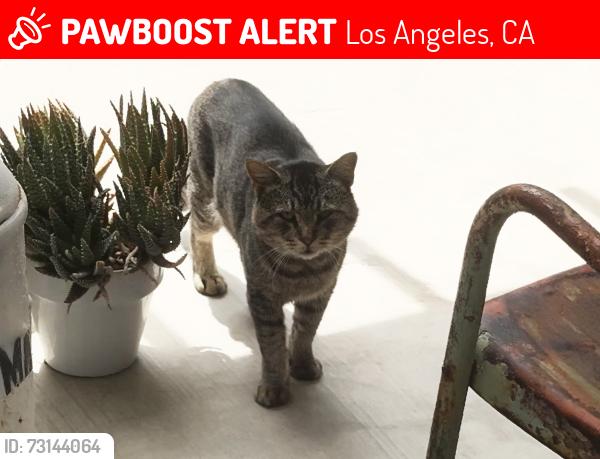 Lost Male Cat last seen Del Valle and Topanga Canyon Blvd, Los Angeles, CA 91364