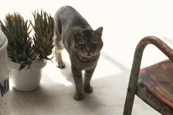 Lost Male Cat last seen Del Valle and Topanga Canyon Blvd, Los Angeles, CA 91364