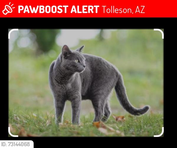 Lost Female Cat last seen 101st Ave and Luxton Ln., Tolleson, AZ 85353