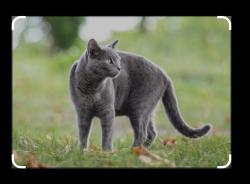 Lost Female Cat last seen 101st Ave and Luxton Ln., Tolleson, AZ 85353