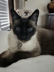 Reunited Male Cat last seen Summit Drive and Union, Paso Robles, CA 93446