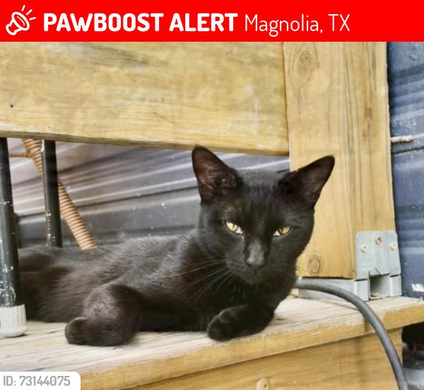 Lost Male Cat last seen Near, Magnolia, TX 77354