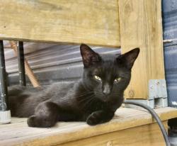 Lost Male Cat last seen Near, Magnolia, TX 77354
