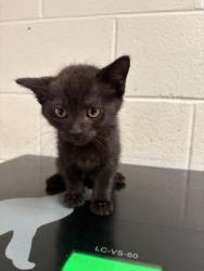 Shelter Stray Male Cat last seen Middlebrooke Discount Tobacco, City of Knoxville GP, TN, 3201 Division St, Knoxville, TN 37919, USA