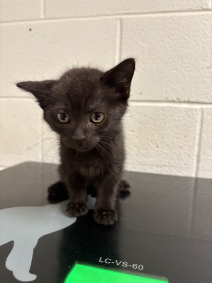 Shelter Stray Male Cat last seen Middlebrooke Discount Tobacco, City of Knoxville GP, TN, 3201 Division St, Knoxville, TN 37919, USA
