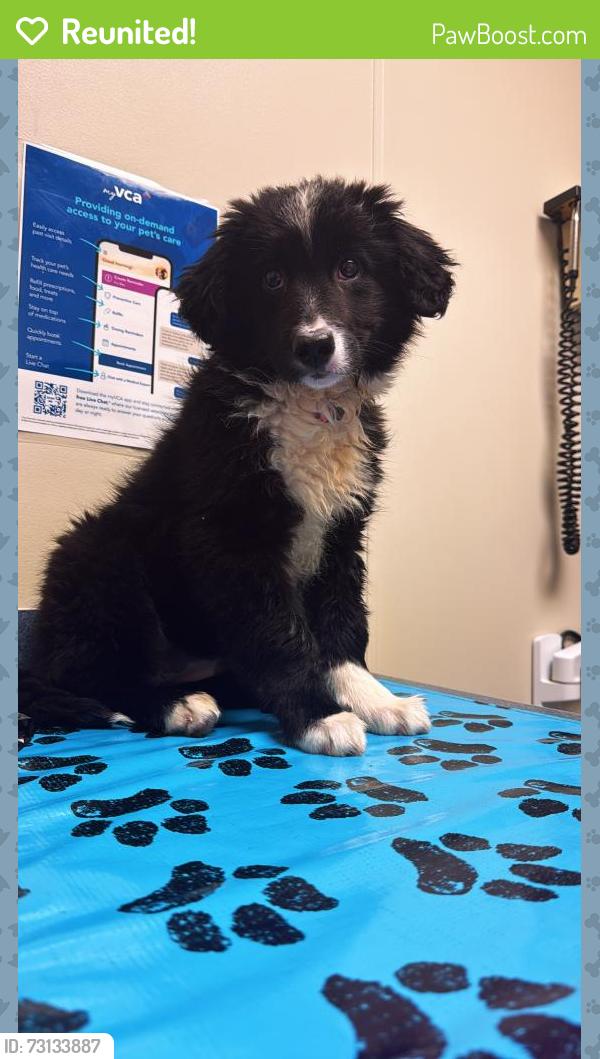 Reunited Female Dog last seen Clifton Library, Cincinnati, OH 45220
