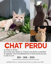 Lost Male Cat last seen Rue de cadillac, Montréal, QC 