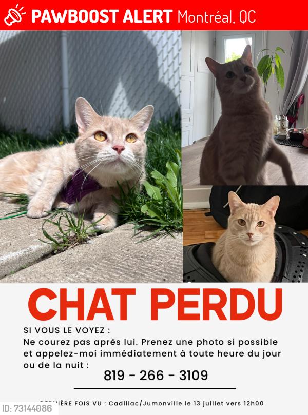 Lost Male Cat last seen Rue de cadillac, Montréal, QC 