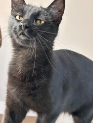 Lost Female Cat last seen Delmas Park, San Jose, CA 95110
