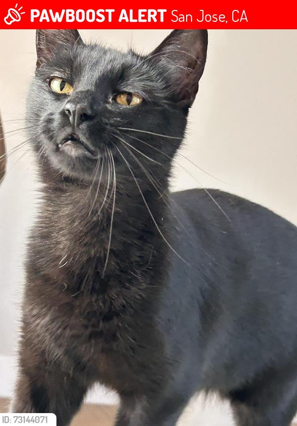 Lost Female Cat last seen Delmas Park, San Jose, CA 95110