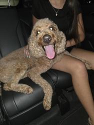 Reunited Female Dog last seen Between Cherry Village and Harris Field Basketball Court, Homestead, FL 33033