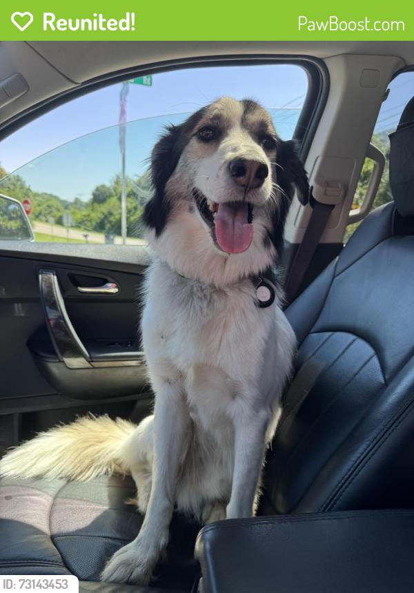 Reunited Male Dog last seen Near Okalona Rd Johnson City TN, Johnson City, TN 37601