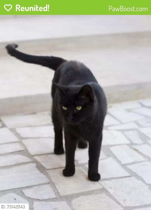 Reunited Female Cat last seen 174th & Arizona, Hammond, IN 46323