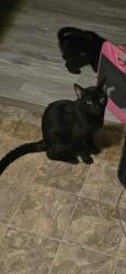 Lost Male Cat last seen Greenbrier and sims, Saint Paul, MN 55106