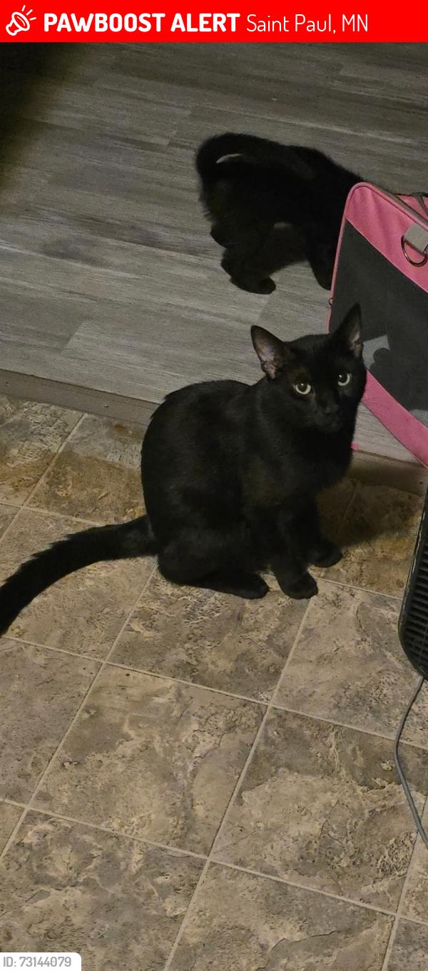 Lost Male Cat last seen Greenbrier and sims, Saint Paul, MN 55106