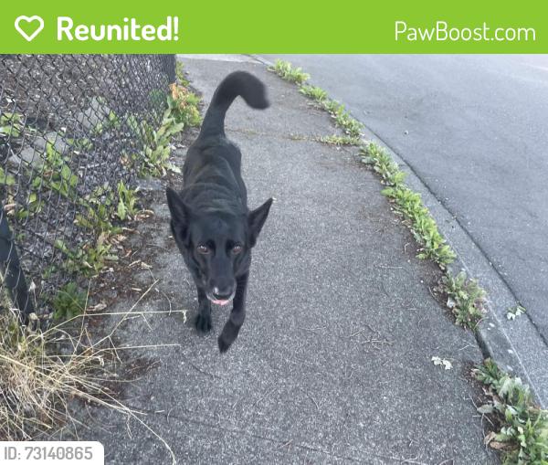 Reunited Male Dog last seen Grove St and 83rd Ave NE, Marysville, WA 98270