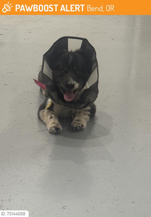 Found/Stray Male Dog last seen Ponderosa and park vista, Bend, OR 97702