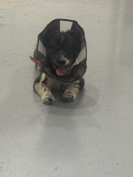 Found/Stray Male Dog last seen Ponderosa and park vista, Bend, OR 97702