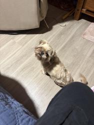 Lost Female Dog last seen Frazier Blvd, Memphis, TN 38103