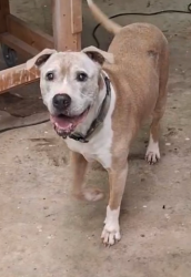 Lost Male Dog last seen Kern I'd. Greenville, SC, Greenville, SC 29609