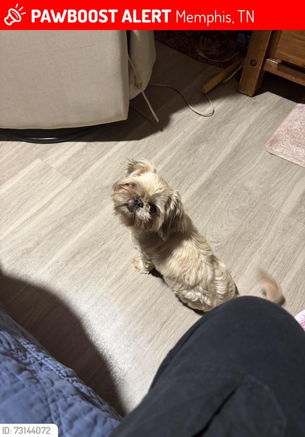 Lost Female Dog last seen Frazier Blvd, Memphis, TN 38103