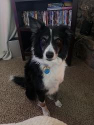 Lost Female Dog last seen Yellowstone/ Joyce, Cheyenne, WY 82009