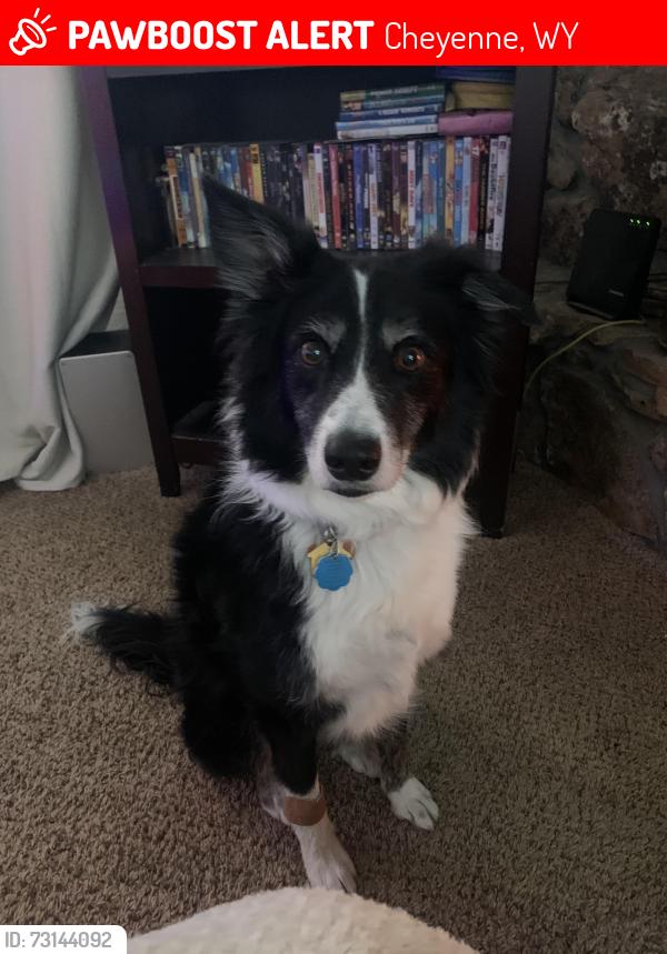 Lost Female Dog last seen Yellowstone/ Joyce, Cheyenne, WY 82009