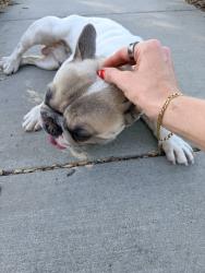 Found/Stray Male Dog last seen Baxter and Antelope, Murrieta, CA 92563