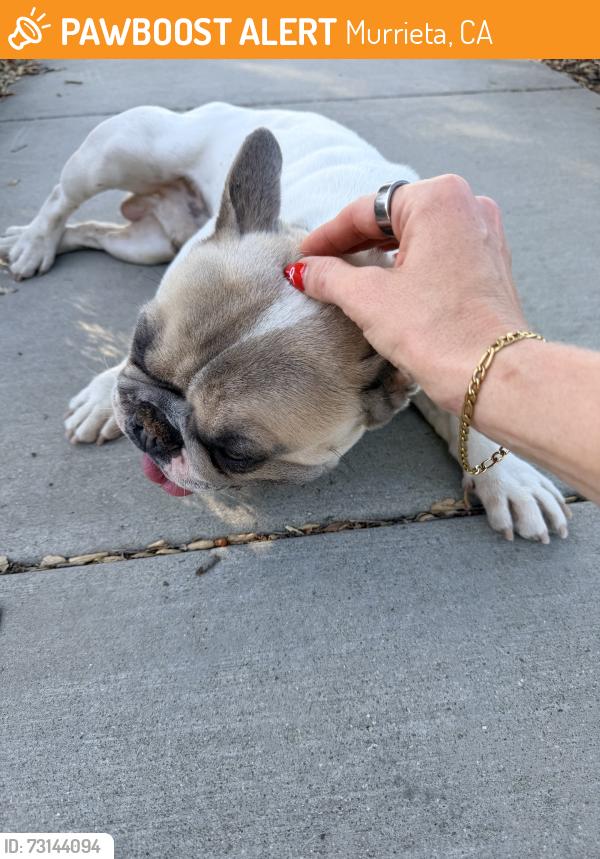 Found/Stray Male Dog last seen Baxter and Antelope, Murrieta, CA 92563