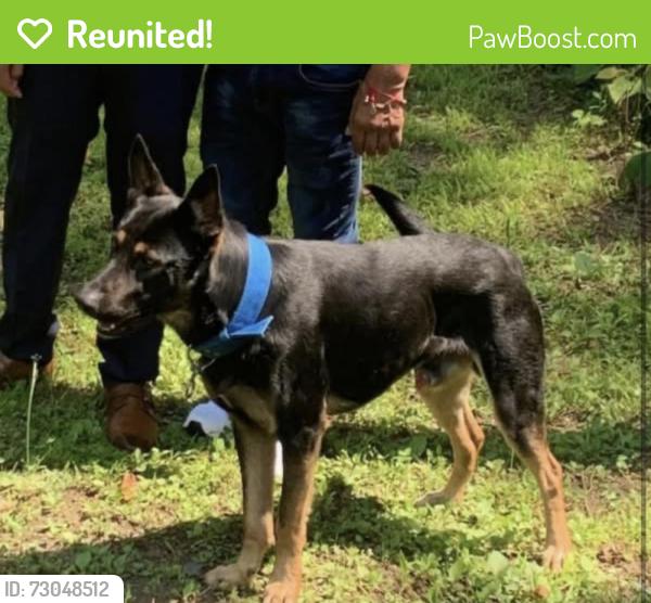 Reunited Male Dog last seen Gold fish road, Kannapolis, NC 28083
