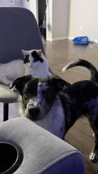 Lost Female Cat last seen Near ave ne, Calgary, AB T2E 3A9